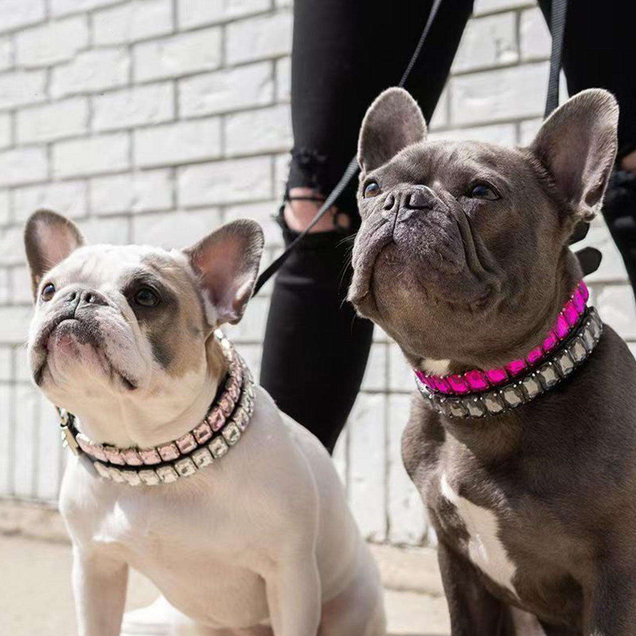 Pet Dog Collar Set